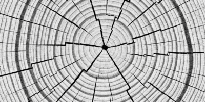 Why Your Wood Shrinks Unevenly After Drying